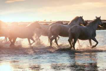 Wild White Horses of Camargue running on water at sunset. France
