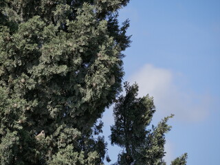 A small gray-brown sparrow sits on a branch of a large cypress on a sunny summer day. Birdwatching in the wild.