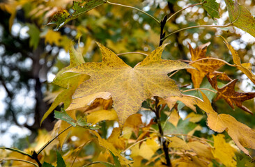 秋色の楓の葉っぱ