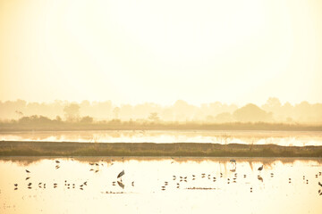 Naklejka premium A flock of birds foraging in the nature pond isolated with background of soft light in morning time.