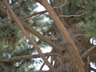 A small gray-brown sparrow sits on a branch of a large cypress on a sunny summer day. Birdwatching in the wild.
