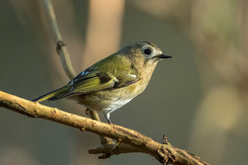 Fototapeta premium Goldcrest bird, Regulus regulus, foraging through branches of trees and bush