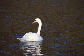 Fototapeta premium Schwan