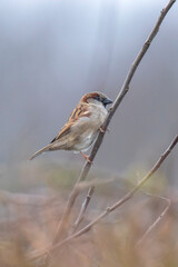 House Sparrow bird, passer domesticus, foraging in a hedge