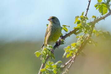 Obraz premium Greenfinch Chloris chloris bird singing