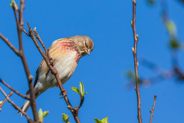 Linnet bird male, Carduelis cannabina with red breast singing