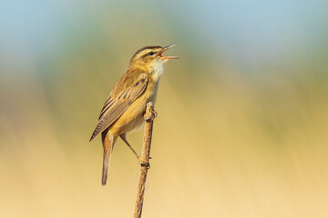 Sedge warbler Acrocephalus schoenobaenus bird singing in reeds during sunrise.