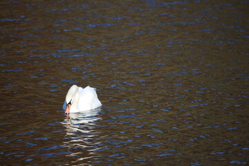 Schwan