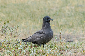 Pomarine Jaeger (Stercorarius pomarinus) in Barents Sea coastal area, Russia