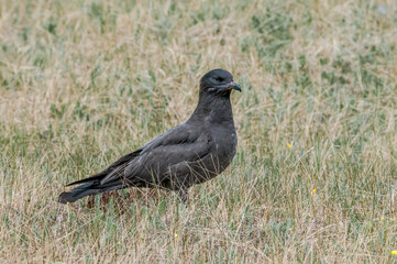 Pomarine Jaeger (Stercorarius pomarinus) in Barents Sea coastal area, Russia