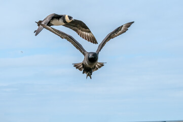 Pomarine Jaeger (Stercorarius pomarinus) in Barents Sea coastal area, Russia