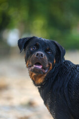 Obraz premium Rottweiler dog in Sri lanka