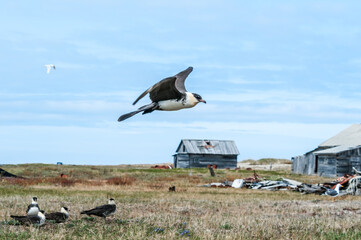 Pomarine Jaeger (Stercorarius pomarinus) in Barents Sea coastal area, Russia
