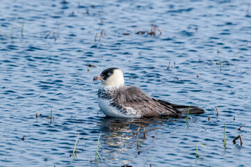 Pomarine Jaeger (Stercorarius pomarinus) in Barents Sea coastal area, Russia