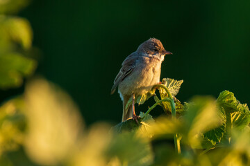 Whitethroat bird, Sylvia communis, foraging in a meadow