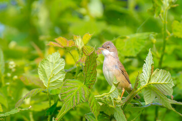 Whitethroat bird, Sylvia communis, foraging in a meadow