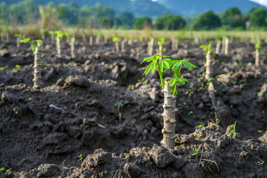 Agriculture Farming Cassava In Thailand.Planting Cassava.Agriculture Farming Cassava.