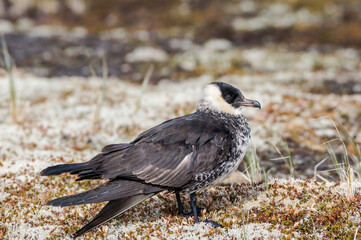 Pomarine Jaeger (Stercorarius pomarinus) in Barents Sea coastal area, Russia