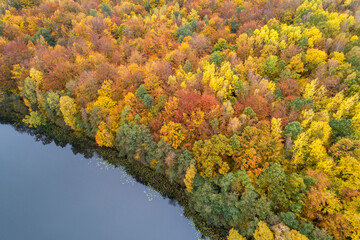 Autumn forest.