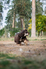 Cute red chocolate tricolor dog american cocker spaniel breed. Puppy in autumn fall park 