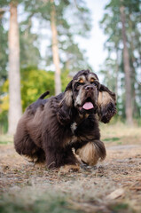Cute red chocolate tricolor dog american cocker spaniel breed. Puppy in autumn fall park 