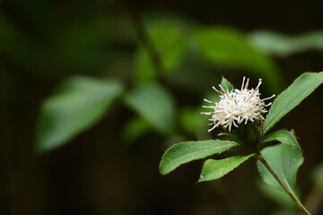 OKERA, Japanese name, is a plant used as stock for making Chinese herbal medicine. 