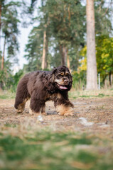 Cute red chocolate tricolor dog american cocker spaniel breed. Puppy in autumn fall park 
