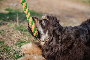 Cute red chocolate tricolor dog american cocker spaniel breed. Puppy is playing with toy in autumn fall park 