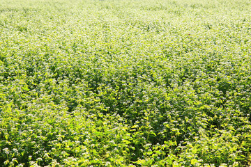 Obraz premium buckwheat flower field