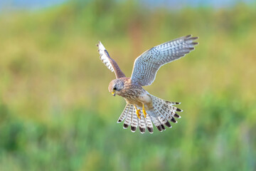 Kestrel falco tinnunculus closeup in flight - obrazy, fototapety, plakaty