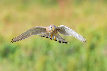 Kestrel falco tinnunculus closeup in flight