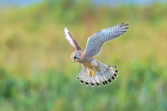 Kestrel falco tinnunculus closeup in flight