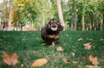 Cute red chocolate tricolor dog american cocker spaniel breed. Puppy is playing with toy in autumn...