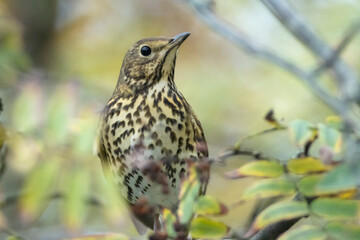 Closeup of a Song thrush Turdus philomelos bird eating berries