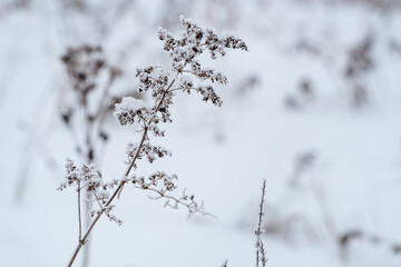 A dry blade of grass covered with snow on a snowy white background