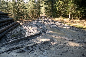 muddy road in the forest