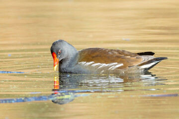 Closeup of a Common moorhen, Gallinula chloropus