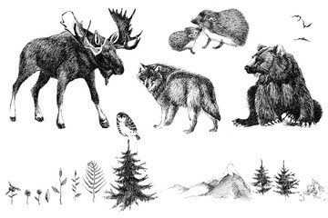 Vintage sketch scandinavian forest animals. woodland. hand drawn wild nature line graphics.  - 392815042