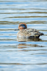 Eurasian teal, Anas crecca, waterfowl swimming on the water surface