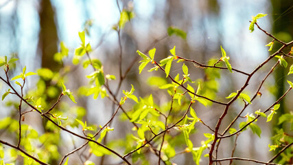 Fresh young green leaves on twig tree growing in spring