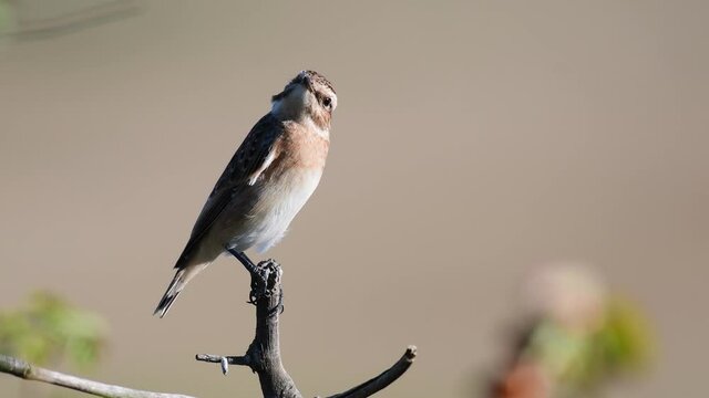 Whinchat sits on a branch on a beautiful background. Saxicola rubetra