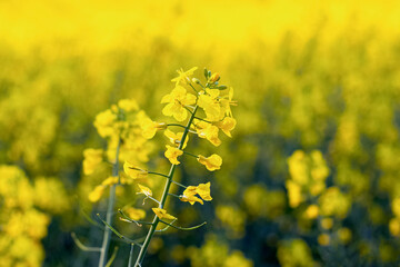 Fototapeta premium Yellow rapeseed flowers in a field close up, flowering rapeseed
