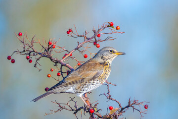 Fieldfare bird, Turdus pilaris, eating berries