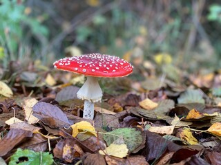 Fliegenpilz