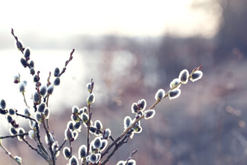 Willow branches with catkins near the river with a blurred background