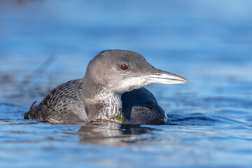 Common loon, Gavia immer, swimming