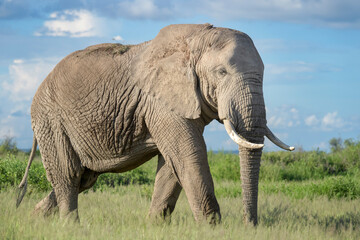 African elephant (Loxodonta africana) bull walking on savanna, Amboseli national park, Kenya.