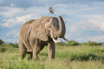 African elephant (Loxodonta africana) throwing grass on back, Amboseli national park, Kenya.