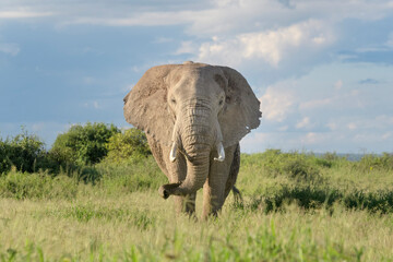 African elephant (Loxodonta africana) bull walking on savanna, looking at camera, Amboseli national park, Kenya.