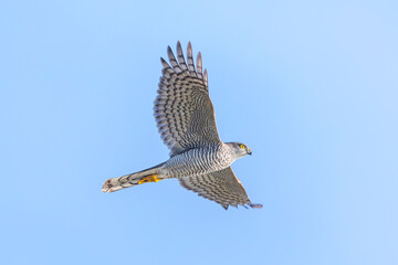 Eurasian sparrowhawk, Accipiter nisus, in flight hunting above a field